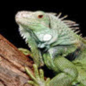 Meet your Posher, Bill